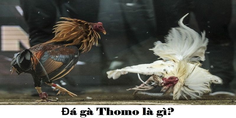 Thắc mắc về đá gà thomo là gì?