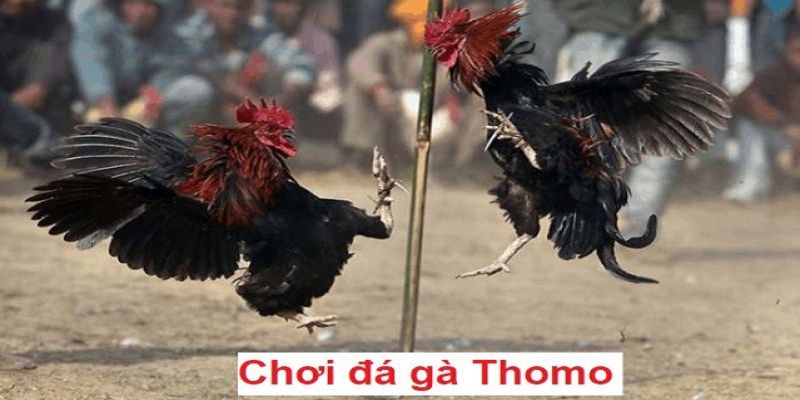 Đá Gà Thomo - Trò Chơi Cực Hấp Dẫn Tại Sân Chơi ABC8